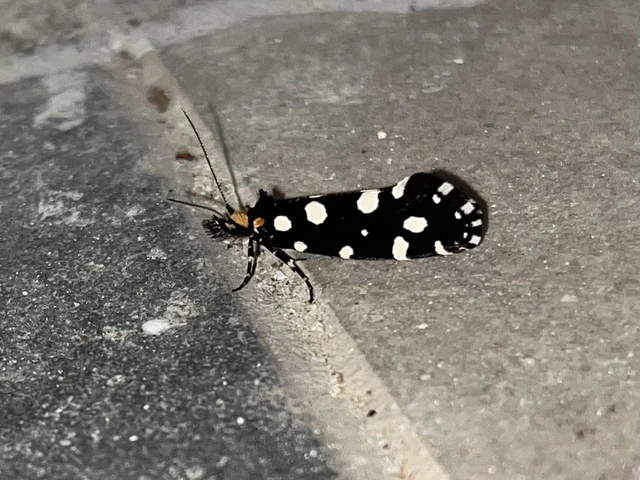 Euplocamus anthracinalis - fésűscsápú korhadékmoly