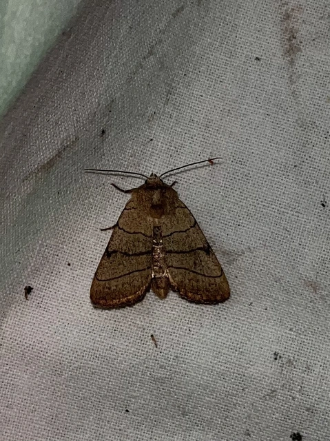 Charanyca trigrammica - háromsávos lombbagoly