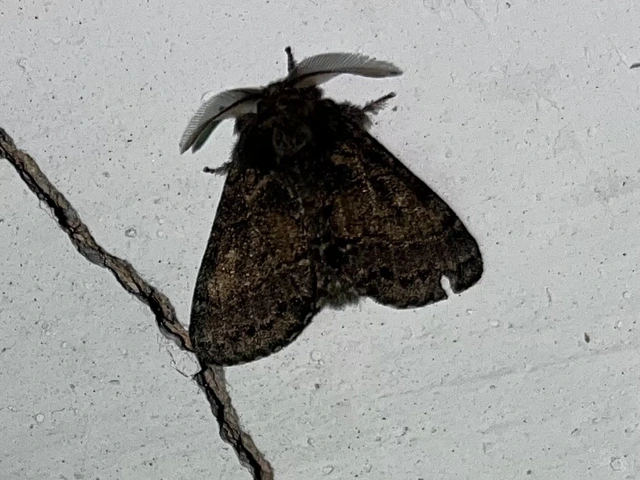 Gluphisia crenata - kormos púposszövő