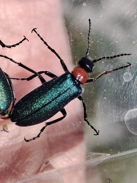 Alosimus syriacus austriacus - osztrák hólyaghúzó Alosimus syriacus austriacus - osztrák hólyaghúzó