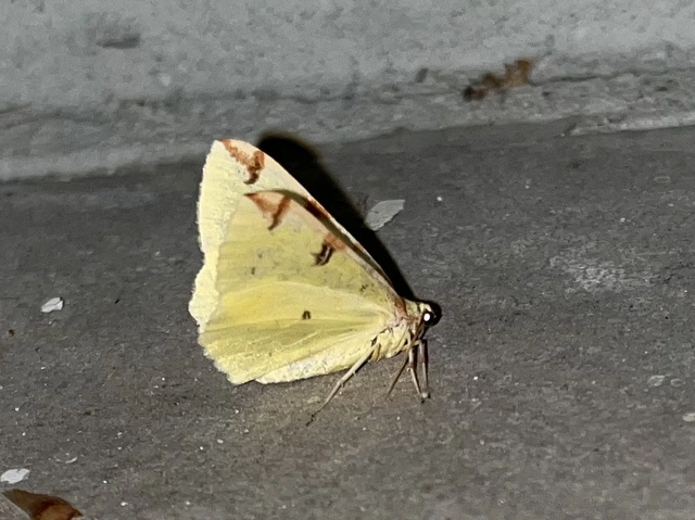 Opisthograptis luteolata - citromsárga araszoló