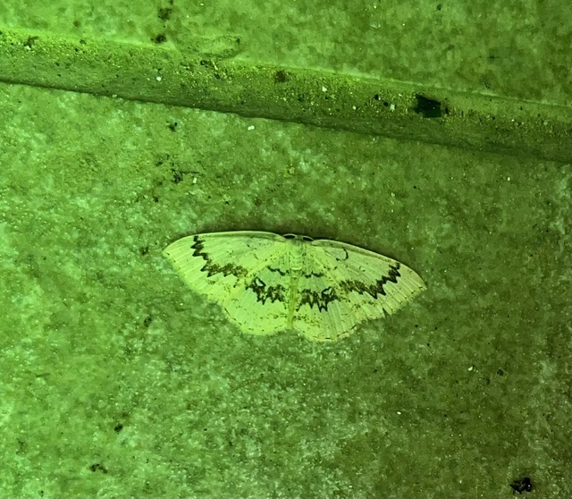 Cyclophora annularia - gyűrűs pettyesaraszoló