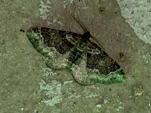 Xanthorhoe ferrugata - kerti tarkaaraszoló