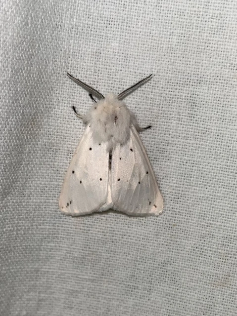 Spilosoma lubricipedum - tejszínű medvelepke