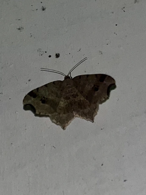 Macaria alternata - közönséges szürkearaszoló