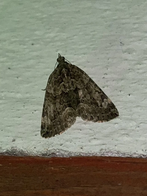 Chloroclysta siterata - salátazöld araszoló