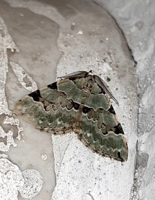 Colostygia pectinataria - zöld levélaraszoló