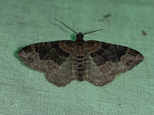 Xanthorhoe ferrugata - kerti tarkaaraszoló