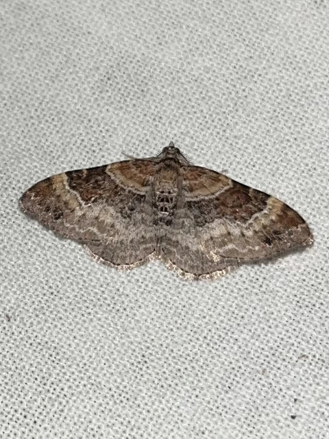 Xanthorhoe spadicearia - sávos tarkaaraszoló