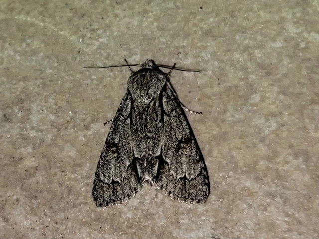 Acronicta cuspis/tridens/psi