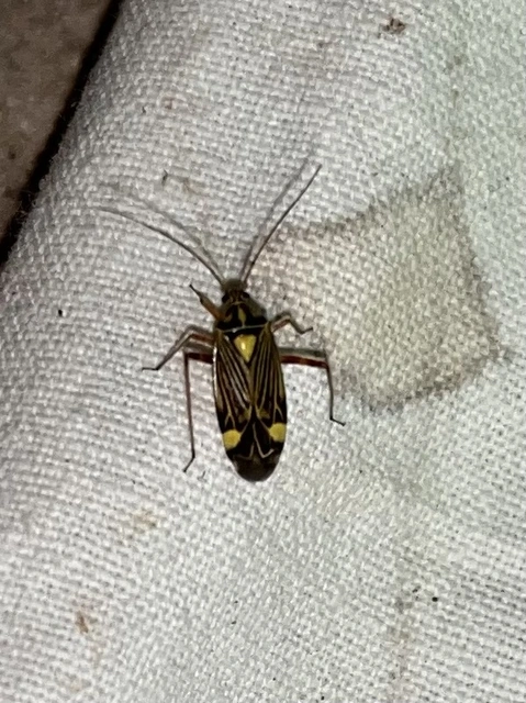 Rhabdomiris striatellus - zebra-mezeipoloska