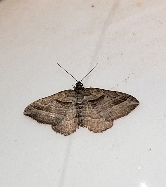 Costaconvexa polygrammata - soksávú araszoló