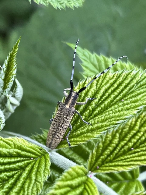 Agapanthia villosoviridescens - fehérgyűrűs bogáncscincér