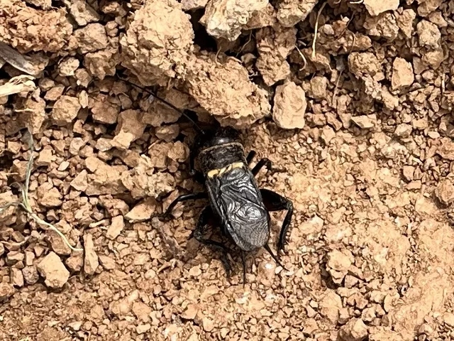 Gryllus campestris - mezei tücsök