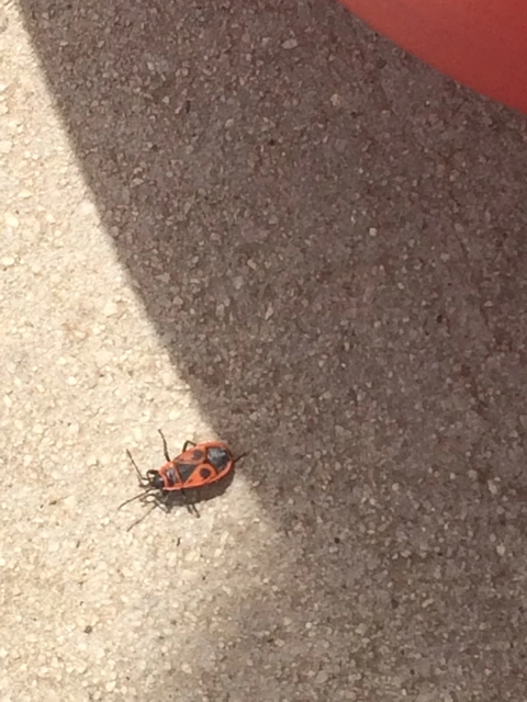 Pyrrhocoris apterus - verőköltő poloska