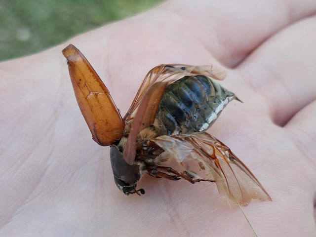 Melolontha melolontha - májusi cserebogár