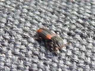 Bitoma crenata - szalagos héjbogár