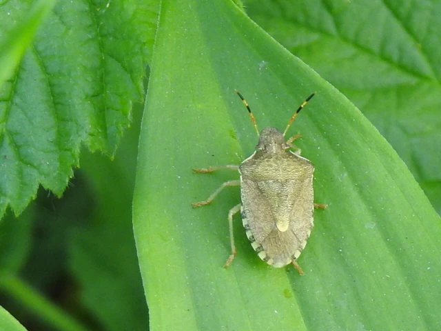 Peribalus strictus - tavaszi címerespoloska Peribalus strictus - tavaszi címerespoloska
