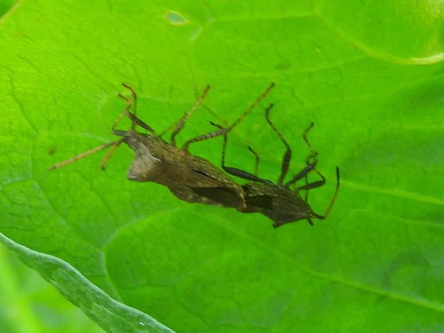 Coreus marginatus - közönséges karimáspoloska
