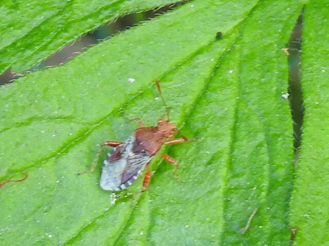 Rhopalidae - üvegpoloskák