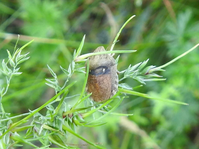 Eurygaster