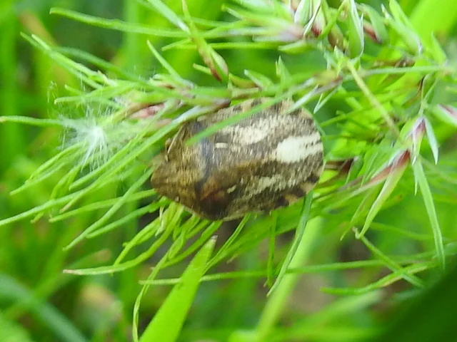 Eurygaster