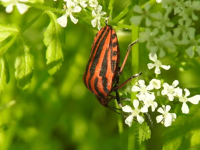 Graphosoma italicum - csíkos pajzsospoloska