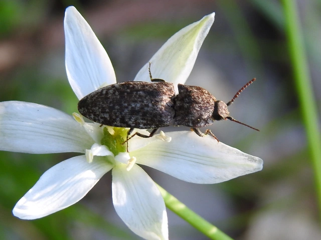 Agrypnus murinus - egérszínű pikkelyespattanó