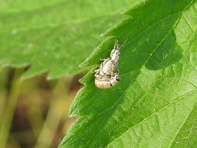 Peritelus familiaris - nagy kendermagbogár