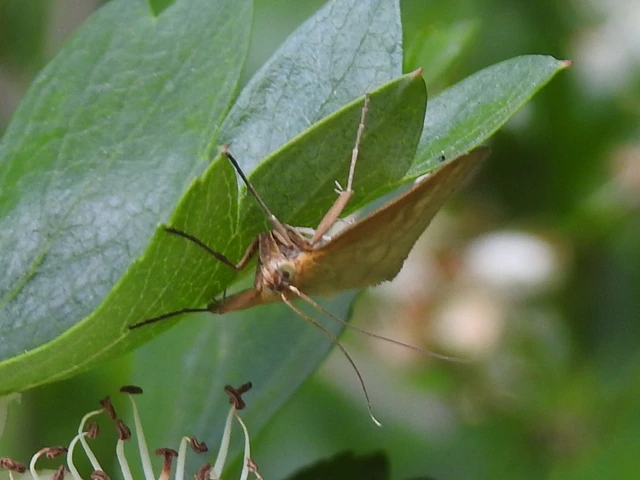 Sitochroa verticalis - világossárga dudvamoly