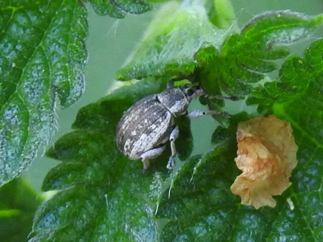 Peritelus familiaris - nagy kendermagbogár