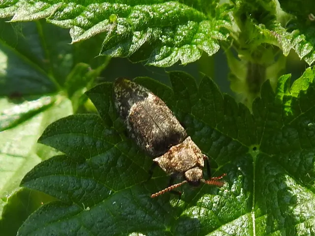 Agrypnus murinus - egérszínű pikkelyespattanó