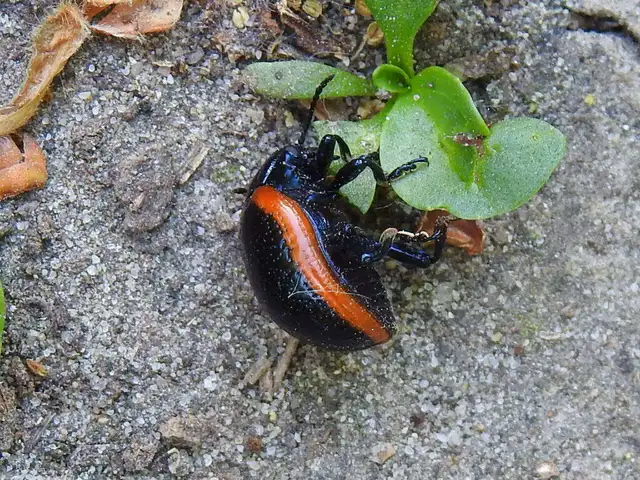 Chrysolina rossia - trapézhátú szegélyeslevelész