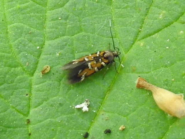 Pancalia leuwenhoekella - feketecsápú ibolyamoly
