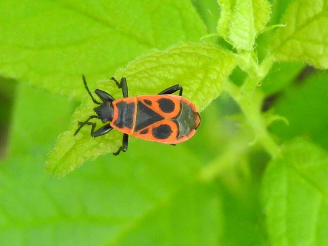 Pyrrhocoris apterus - verőköltő poloska