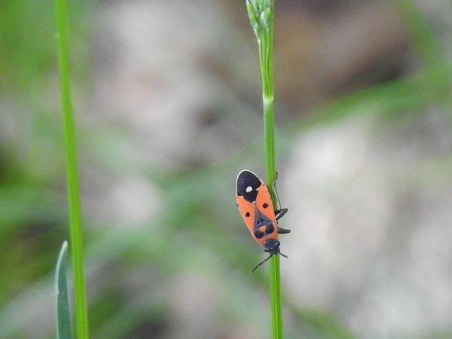 Melanocoryphus albomaculatus - nagy fehérfoltos-bodobács