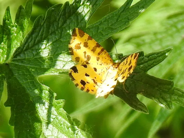 Pseudopanthera macularia - párducfoltos araszoló