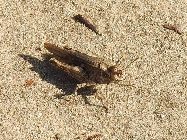 Acrotylus insubricus - önbeásósáska
