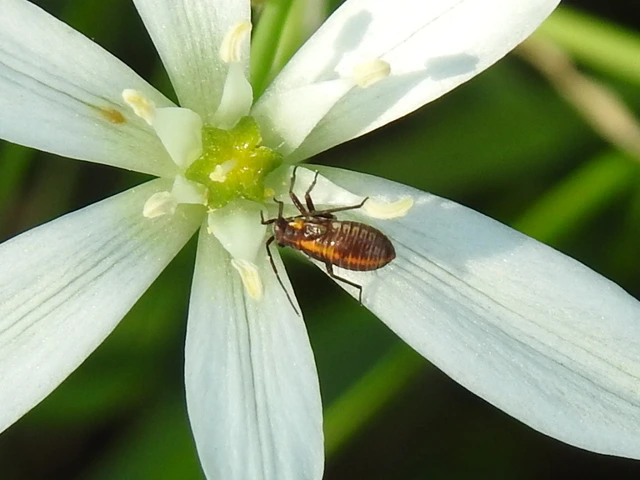 Capsodes