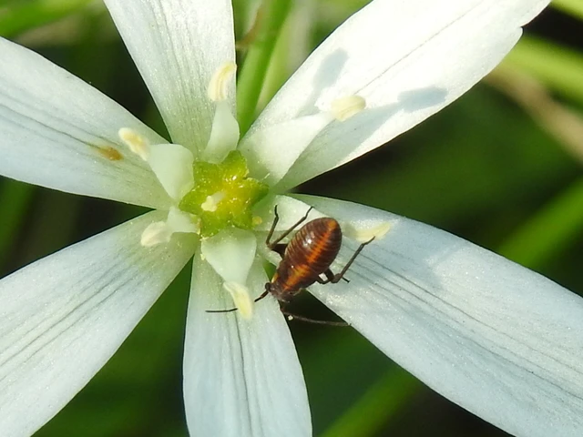 Capsodes