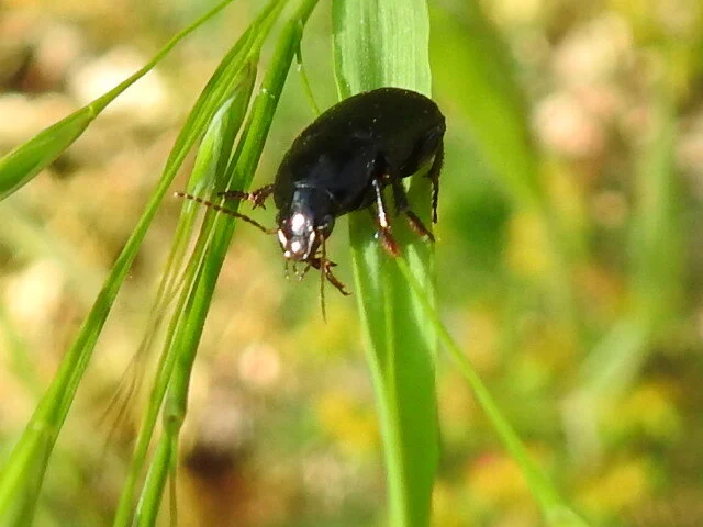 Harpalus serripes - fekete lomhafutó