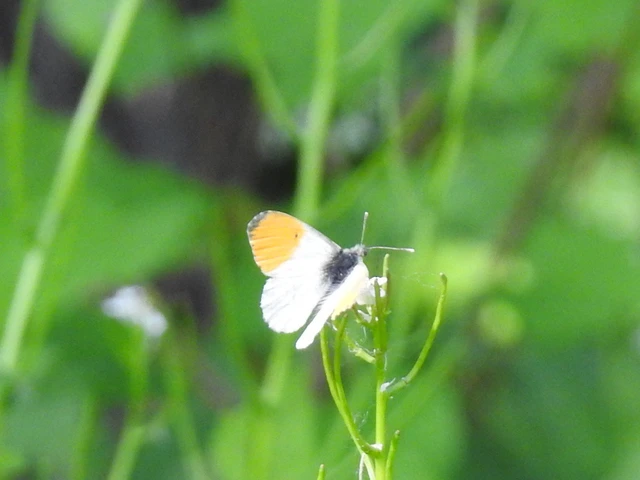 Anthocharis cardamines - hajnalpírlepke