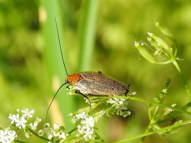 Blattodea - Csótányok
