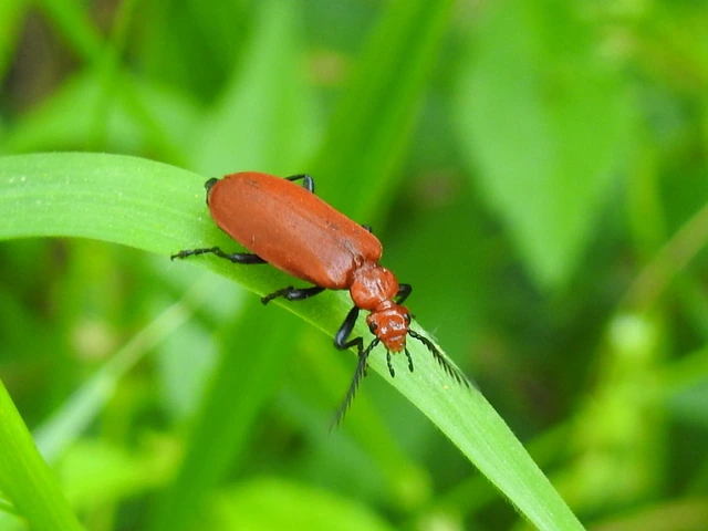 Pyrochroa serraticornis - közép-bíborbogár