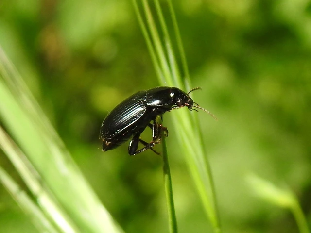 Harpalus serripes - fekete lomhafutó