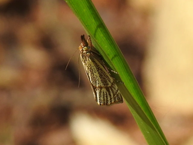 Thisanotia chrysonuchella - tavaszi fűgyökérmoly