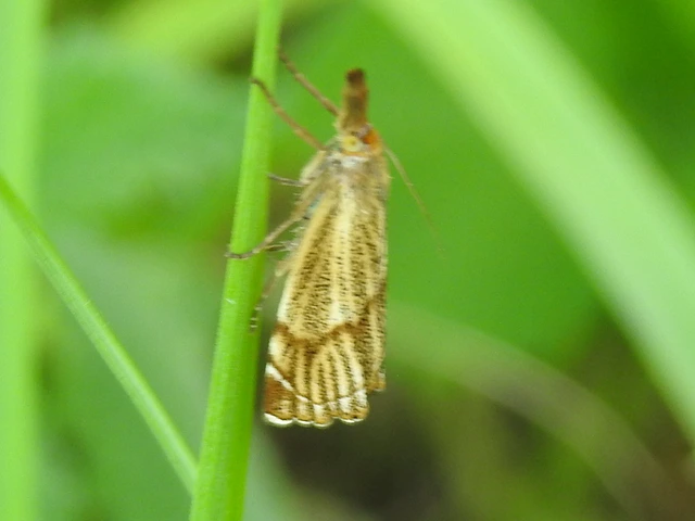Thisanotia chrysonuchella - tavaszi fűgyökérmoly