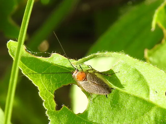 Blattodea - Csótányok
