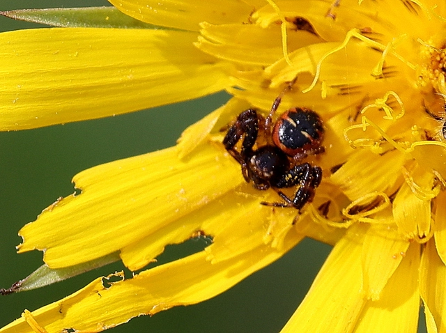 Synema globosum/ornatum