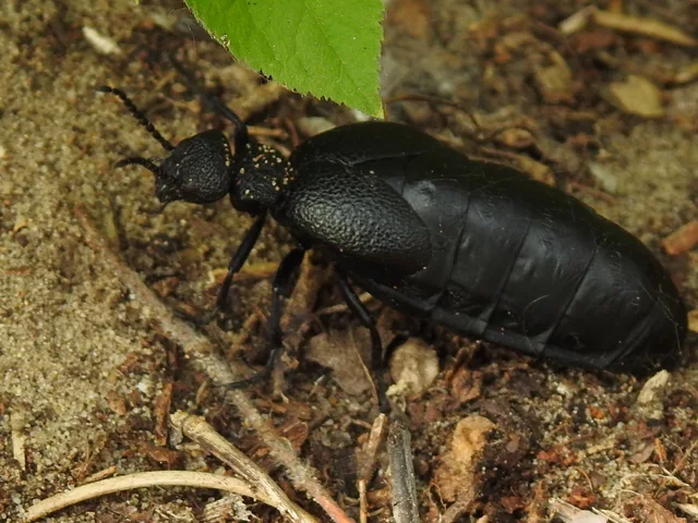 Meloe cicatricosus - óriásnünüke